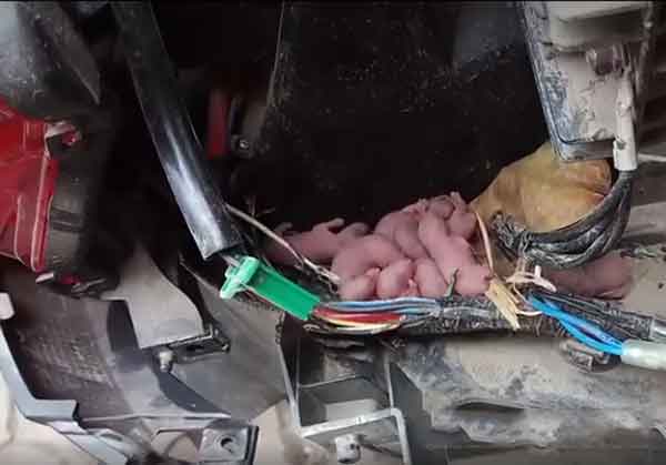chuột chui vào ô tô gây mất vệ sinh khoang nội thất xe hơi